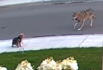 A Yorkie in Toronto was caught on camera defending its owner from a coyote.  (City News screen capture)