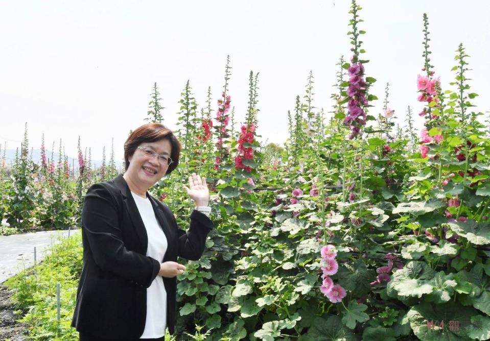 ▲員林市南區公園旁花田種植近萬株蜀葵花，近來陸續盛開，歡迎全國各地遊客前來員林欣賞「花中巨人」蜀葵花，漫步在萬紫千紅的蜀葵花海。（記者陳雅芳攝）