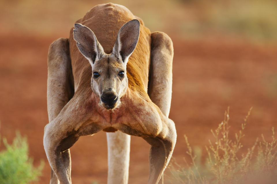 A red kangaroo in the Outback.