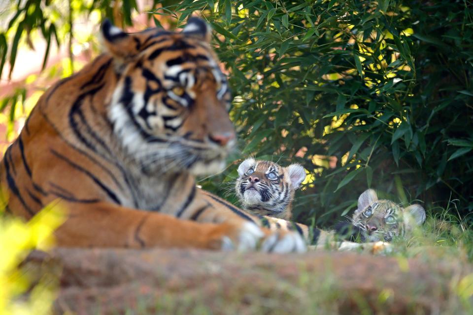 Lola sits with cubs Bob and Luna at the The Oklahoma City Zoo and Botanical Garden in Oklahoma City, Tuesday, Sept. 13, 2022. Under the Big Cat Public Safety Act, only accredited zoos, like the OKC Zoo, and other USDA-licensed facilities would be able to hold onto big cats if treated properly.