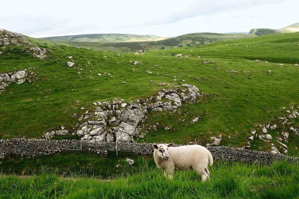 <p>William Craig Moyes</p> A sheep at Winnats Pass,  in Peak District National Park.