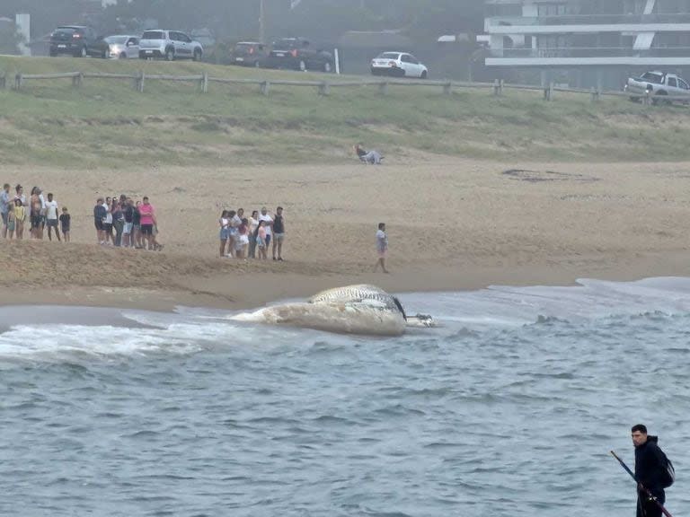 Ballena rorcual encontrada muerta y en estado de descomposición en Punta del Este