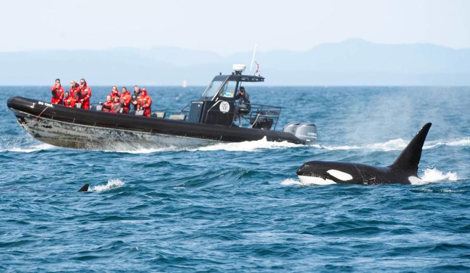 A pair of transient orcas speed through the Salish Sea south of the San Juan Islands as seen from the Puget Sound Express’ Red Head whale watching passenger ferry from Friday Harbor, Washington, on San Juan Island to Port Townsend on Monday, June 26, 2023.