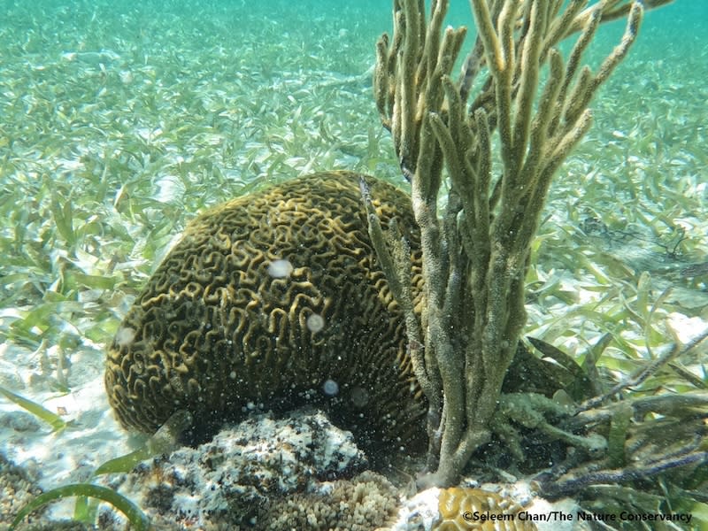 Belize corals underwater.