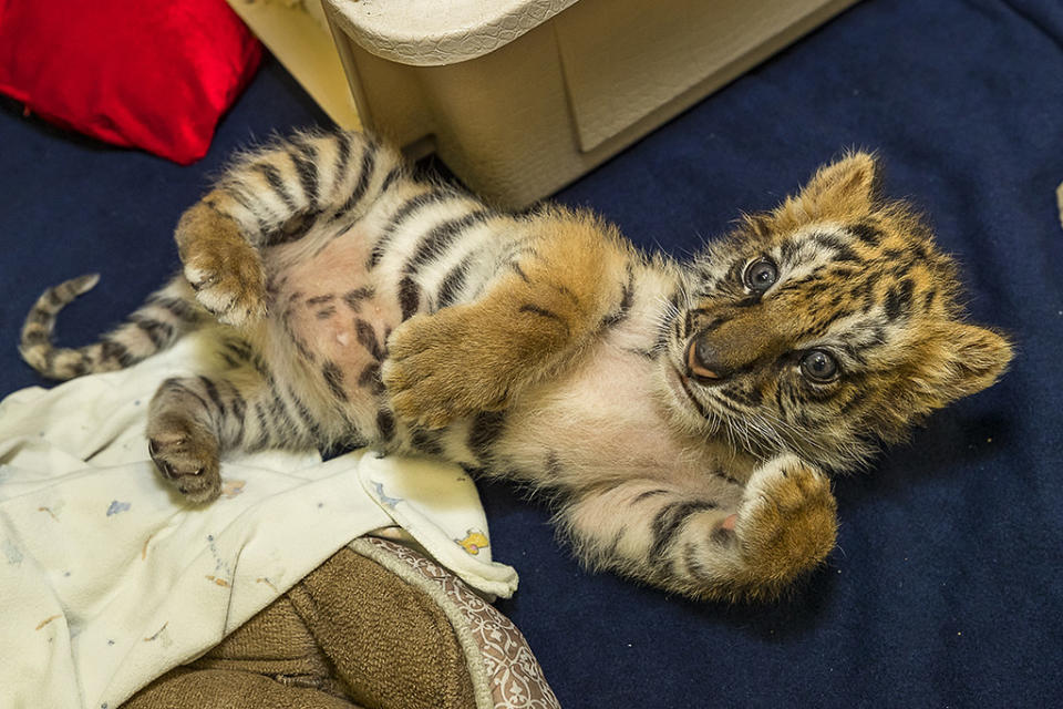 被收容在動物園的孟加拉虎幼崽，正接受健康檢查。 圖片來源：聖地牙哥動物園／USFWS