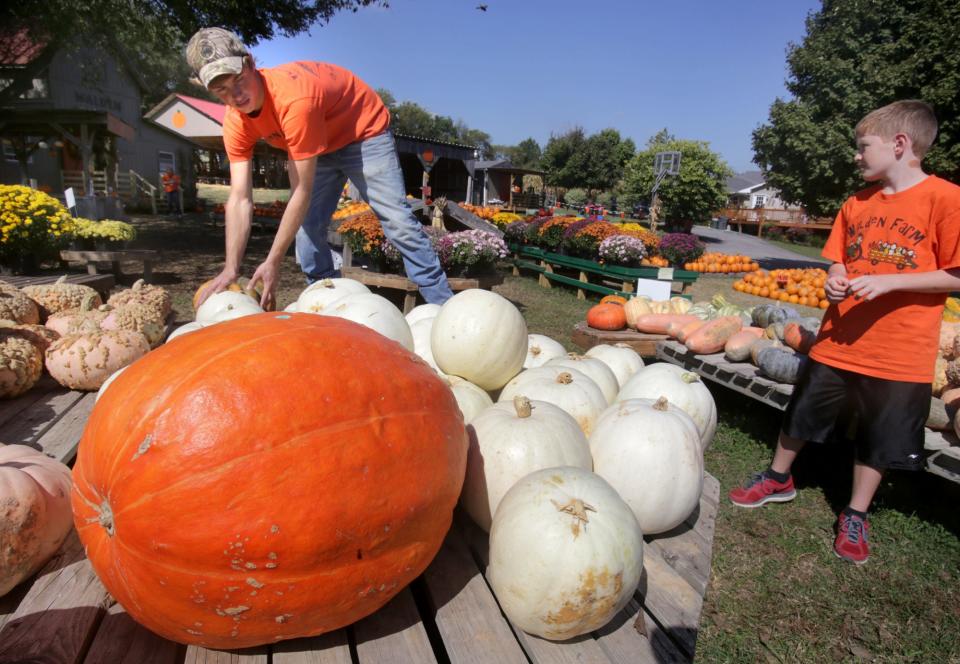 
Caleb Walden, 17, loads pumpkins for display at the Walden Pumpkin Farm in Smyrna as Bennett Walden, 11, watches.
