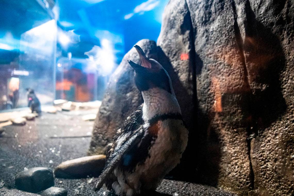 The baby penguin, Egerton, shows off for guests at Ripley’s Aquarium in Myrtle Beach. June 15, 2022.