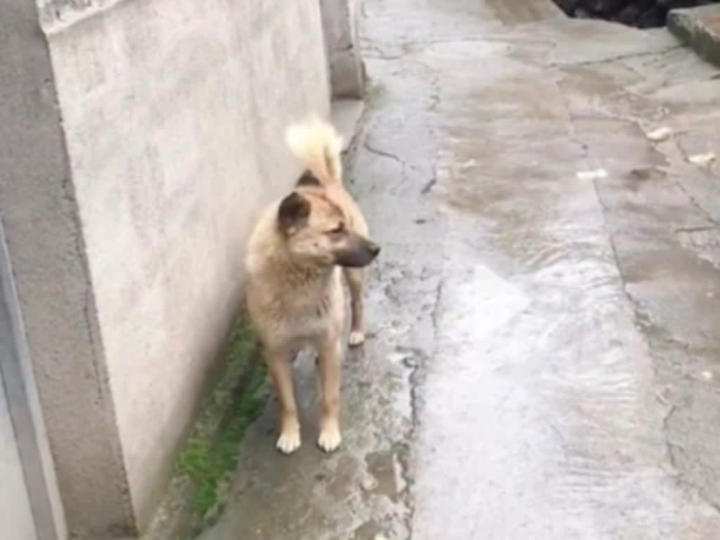 A dog travelled 40km to home to live the life he had before his owner died (Screengrab/Douyin)