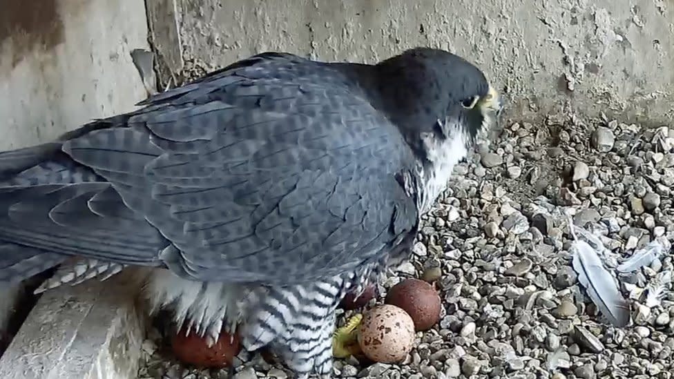 Webcam of peregrine falcon nest