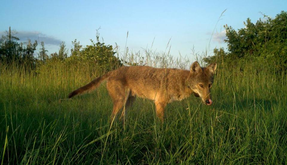 A red wolf triggers a Wildlands Network trail camera in an Eastern North Carolina wildlife refuge. The red wolf only exists in the wild in North Carolina.