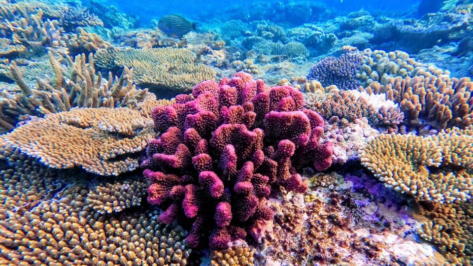 Farbenprächtige Korallen am Great Barrier Reef. 