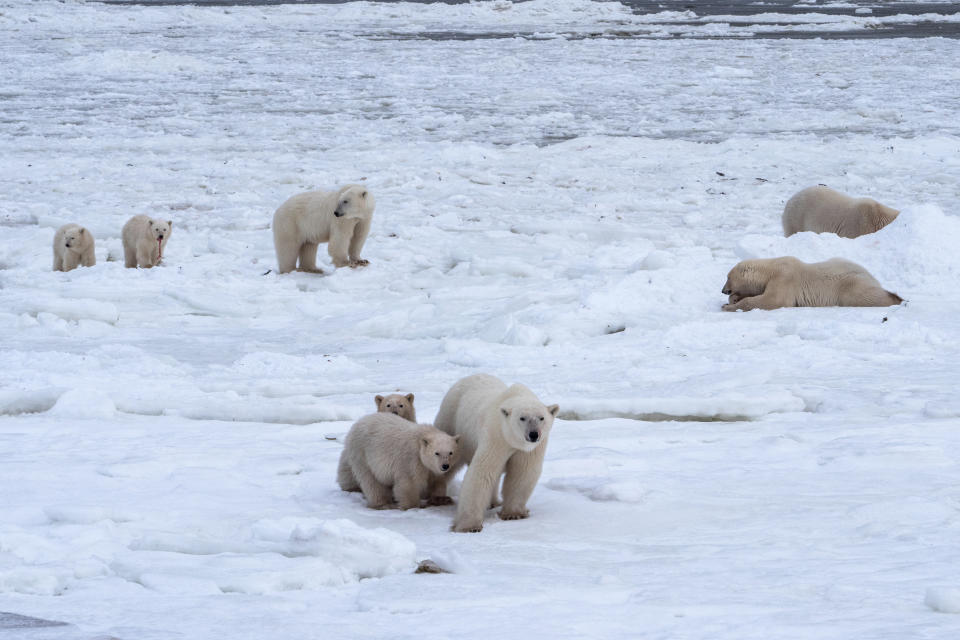 This 2020 photo provided by Polar Bears International shows polar bears in Churchill, Manitoba, Canada during migration. Arctic sea ice — frozen ocean water — shrinks during the summer as it gets warmer, then forms again in the long winter. How much it shrinks is where global warming kicks in, scientists say. The more the sea ice shrinks in the summer, the thinner the ice is overall, because the ice is weaker first-year ice. (Kieran McIver/Polar Bears International via AP)