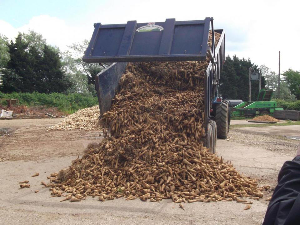 Farmers approached by Feedback said they wasted between 22,000 and 37,000 tonnes of fruit and vegetables, including these parsnips, every year (Feedback)