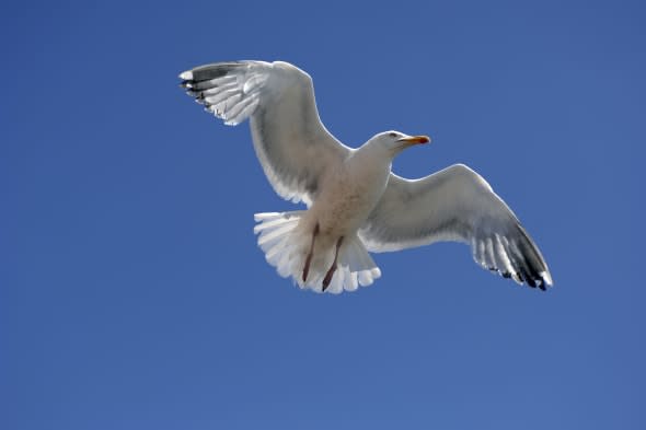 Thousands of seagulls to be culled in Britain