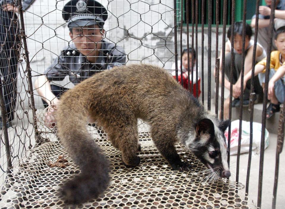 <div class="inline-image__caption"><p>A policeman watches over a civet cat captured in the wild by a farmer in Wuhan, central China's Hubei province on May 26, 2003.</p></div> <div class="inline-image__credit">AFP via Getty Images</div>