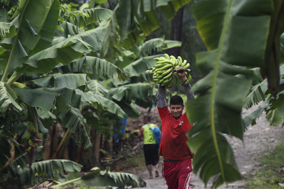 A worker carries a bunch of harvested bananas to be exported, at a farm in Ciudad Hidalgo, Chiapas state, Mexico, Friday, May 31 2019. If the tariffs threatened by United States President Donald Trump on Thursday were to take effect, Americans may see higher prices in grocery stores. The U.S. imports $12 billion of fresh fruits and vegetables from Mexico. (AP Photo/Marco Ugarte)