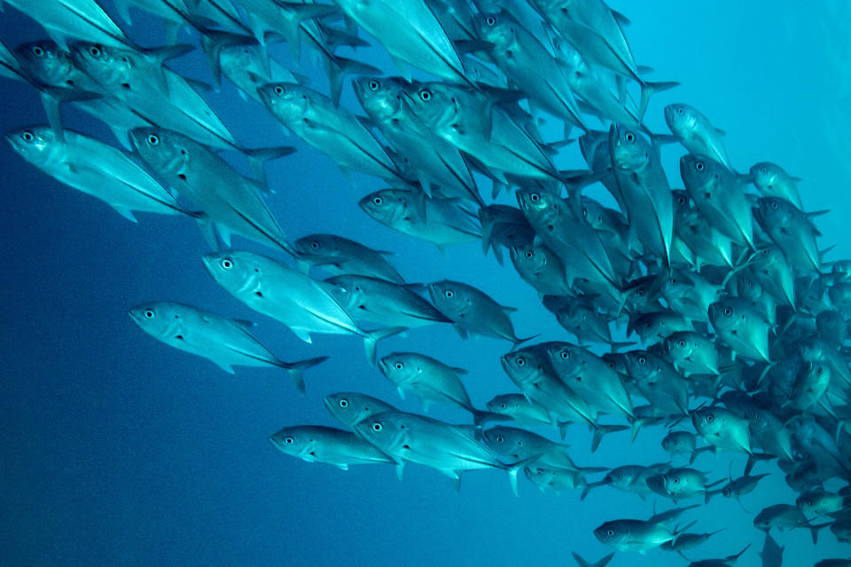 PIC BY OCTAVIO ABURTO / CATERS NEWS - (PICTURED The school of fish) - Smile - its the school photo! This is the hilarious moment a marine photographer managed to capture hundreds of wide-eyed fish apparently posing for a picture. Californian photographer and conservationist Octavio Aburto had spent years photographing the school in Cabo Pulmo National Park, Mexico - and had been trying to capture this exact shot for three years. The Bigeye travellies fish gather in their thousands in the oceans during courtship.