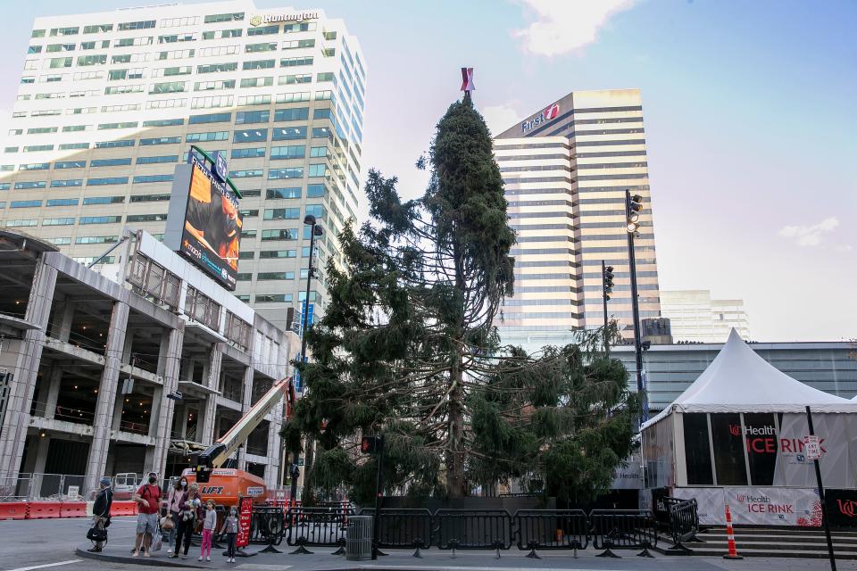 The Christmas tree at Fountain Square in November 2020, after crews hoisted the scrappy Norway spruce above downtown Cincinnati.