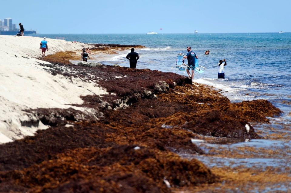 Sargassum hugs the shoreline of Midtown Beach as beachgoers sunbathe and swim in August.