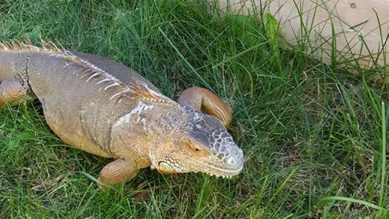 Pet iguana named Gaylord still missing in Edmonton