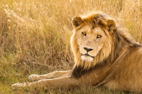 <span class="caption">Over the past 25 years, lion numbers have decreased by 43% throughout Africa, as their range has declined by more than 90%.</span> <span class="attribution"><a class="link " href="https://www.shutterstock.com/image-photo/closeup-lion-resting-grass-during-safari-1720635907" rel="nofollow noopener" target="_blank" data-ylk="slk:Shutterstock;elm:context_link;itc:0;sec:content-canvas">Shutterstock</a></span>