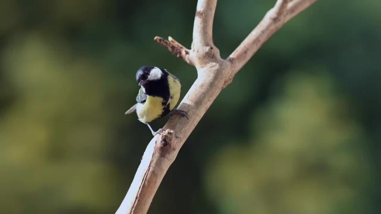 The Beginners Guide to Backyard Birdwatching