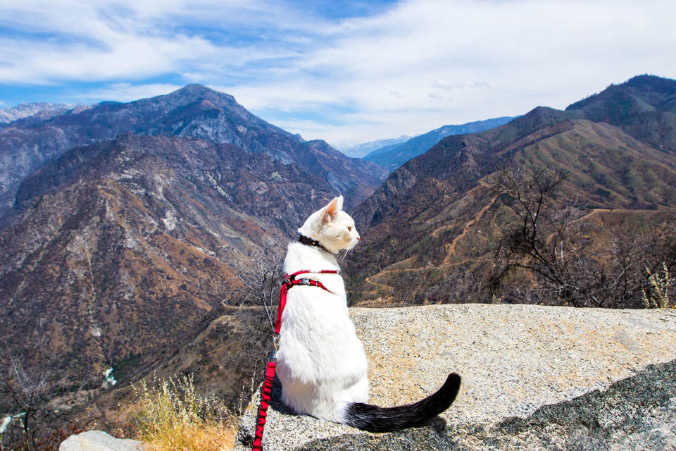 Cat visits every national park