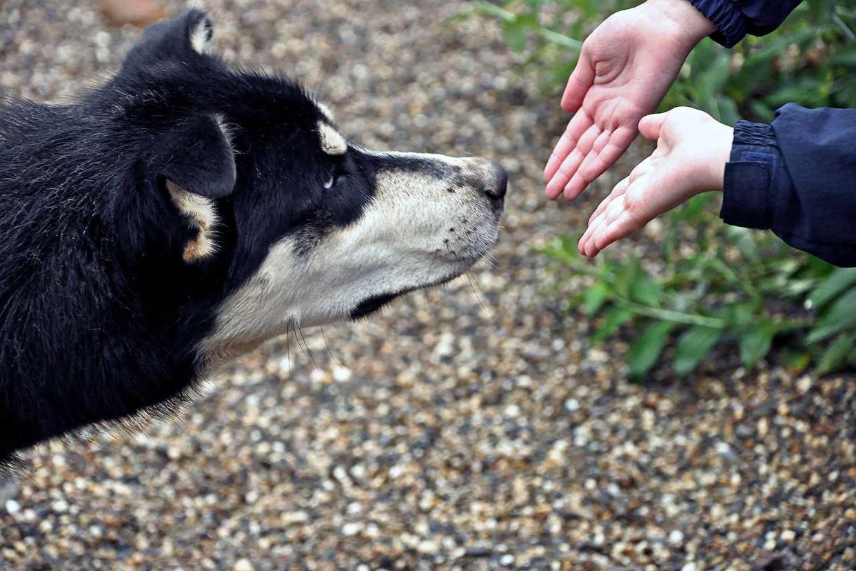 dog sniffing hand