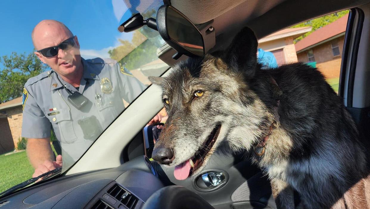 Police were called after a wolf was spotted in Oklahoma — turns out it was a dog all along