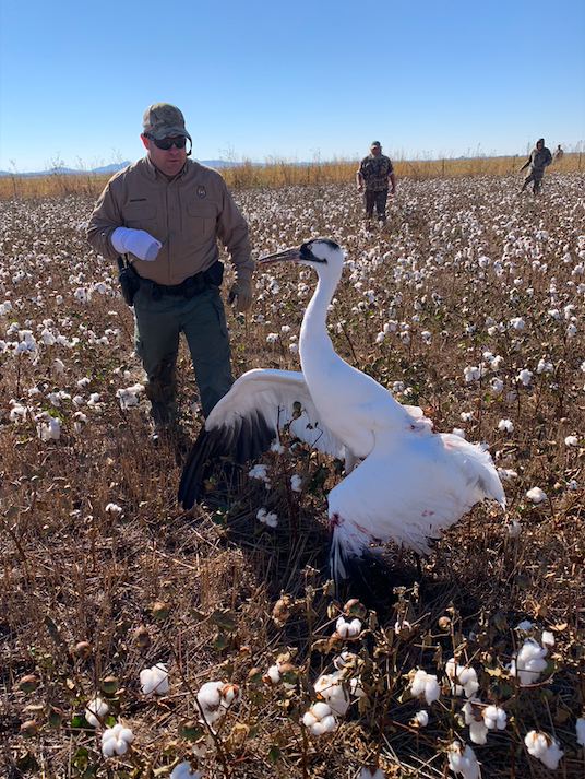 Oklahoma Game Warden Jeremy Brothers approaches the injured whooping crane that later died due to its injuries.