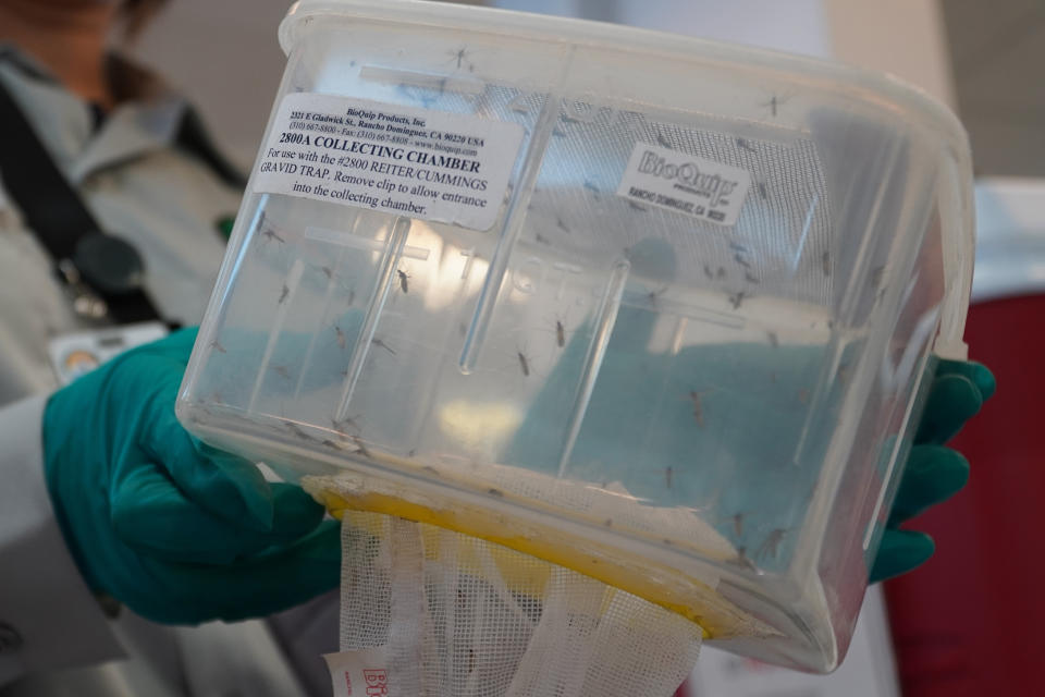 Trapped mosquitoes are seen inside a collecting chamber at the Orange County Mosquito and Vector Control District laboratory in Garden Grove, Calif., on June 27, 2023. A drone is the latest technology deployed by the district to attack mosquitoes developing in marshes, wetlands, large ponds and parks. Mosquitoes grow into larvae from eggs laid in water, making proliferation of the biting bugs a major concern after California's extraordinarily rainy winter. (AP Photo/Eugene Garcia)