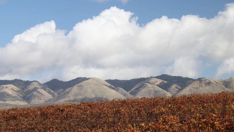 Clouds break up over the Santa Lucia Range on Monday morning as leaves fall in the Tolosa Vineyard on Orcutt Road near the San Luis Obispo County Regional Airport.