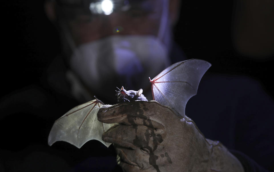 A Mexican long-tongued bat is held by Mexico's National Autonomous University, UNAM, Ecology Institute Biologist Rodrigo Medellin after it was briefly captured for a study at the university's botanical gardens, amid the new coronavirus pandemic in Mexico City, Tuesday, March 16, 2021. Listed as threatened in 1994, the bat normally lives in dry forests and deserts, in a range that extends from the southwestern United States to Central America. (AP Photo/Marco Ugarte)