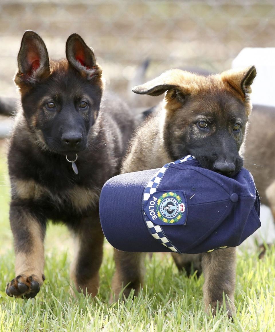 Police pups
