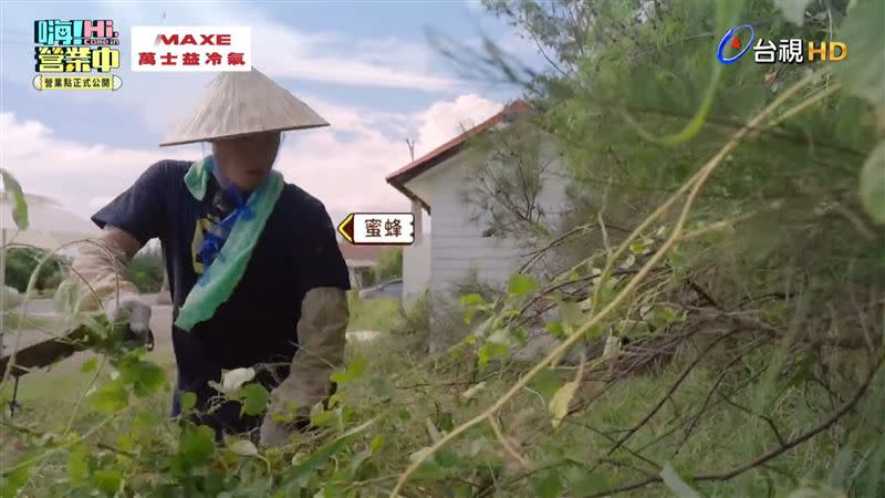 姚元浩除草到一半被蜜蜂叮。（圖／翻攝自台視）