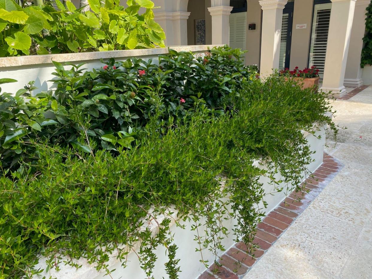 Beach creeper (Ernodea littoralis) is an excellent drought-resistant ground cover for full sun to part-shade, along a wall or bordering a walkway