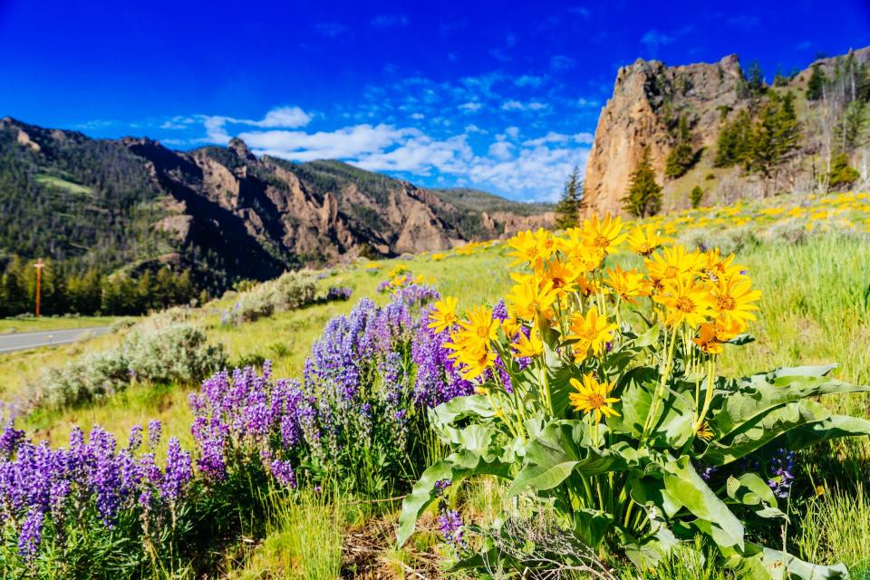 Wyoming in spring