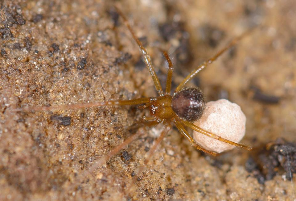 Nesticus spiders are commonly referred to as scaffold web or cave cobweb spiders. This species, Carter’s cave spider (Nesticus carteri), is found primarily within the Appalachian mountain range, where it makes its home in dark, subterranean crevices.