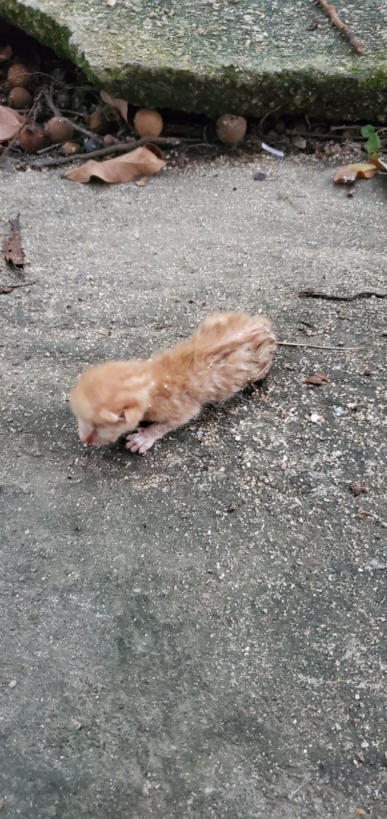 義工昨日在粉嶺發現一隻貓B喵喵叫求救。
