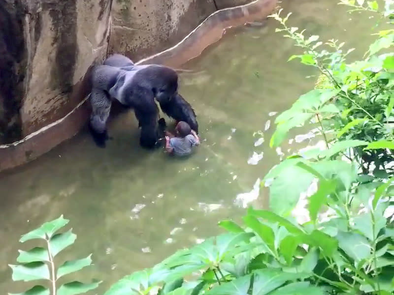 'King Kong' Gorilla Dragged 4-Year-Old 'Like a Raggedy Ann Doll' Before Zookeepers Killed It, Witness Says| Zoo Animals, Real People Stories