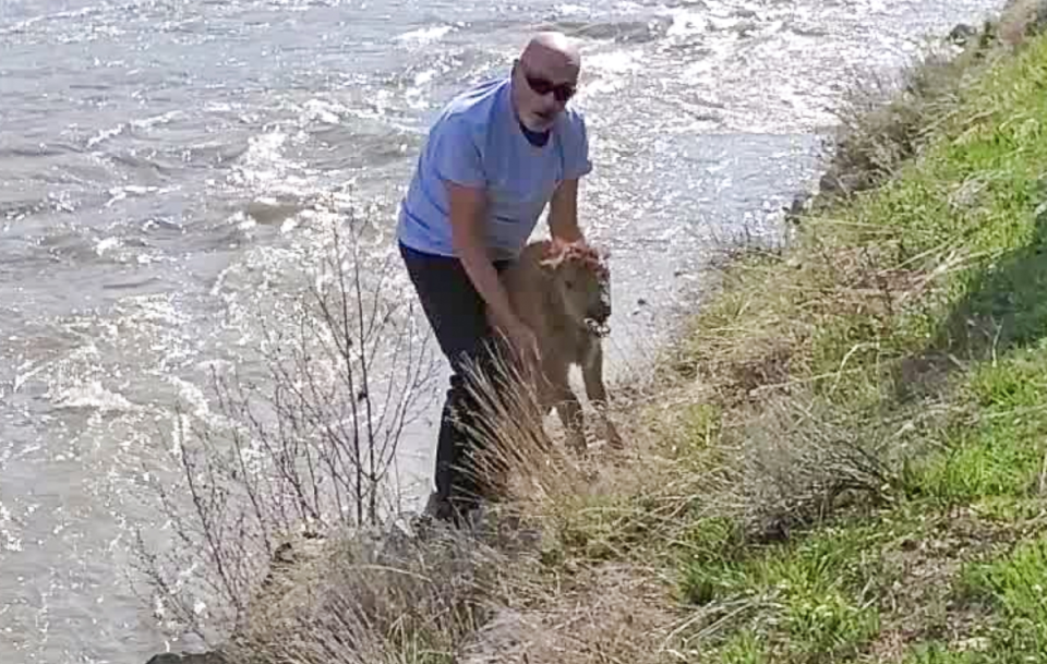 Authorities are appealing for information to identify a tourist who attempted to rescue a newborn bison calf in Yellowstone National Park (National Park Service)