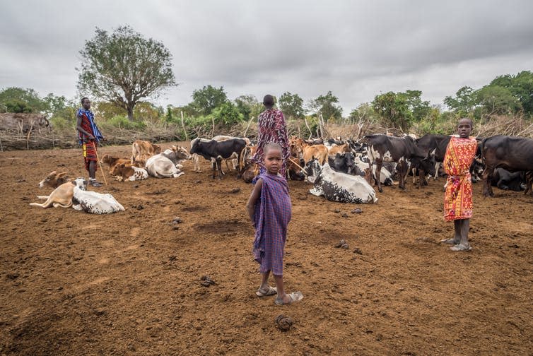 <span class="caption">Boys with their cattle, Tanzania.</span> <span class="attribution"><a class="link " href="https://www.shutterstock.com/image-photo/handeni-tanzania-august-01-2015-boys-308255711?src=5514bc5f-a776-4f95-b80f-cd3b7b642325-1-33" rel="nofollow noopener" target="_blank" data-ylk="slk:Magdalena Paluchowska/Shutterstock.com;elm:context_link;itc:0;sec:content-canvas">Magdalena Paluchowska/Shutterstock.com</a></span>