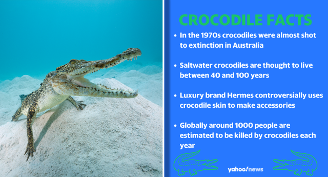 399 Endangered Baby Crocodiles Saved From Becoming Leather Goods - EcoWatch