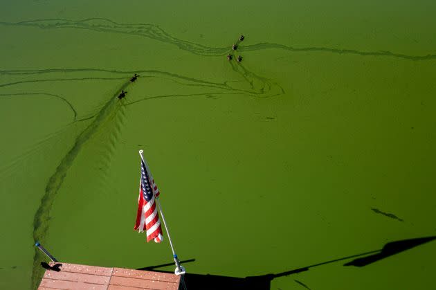 Ducks swim in green water near a dock displaying an American flag during a harmful blue-green algae bloom in Lake Elsinore, California, August 25, 2022. The same type of algae is afflicting the Suffolk County more than any other county in New York State.