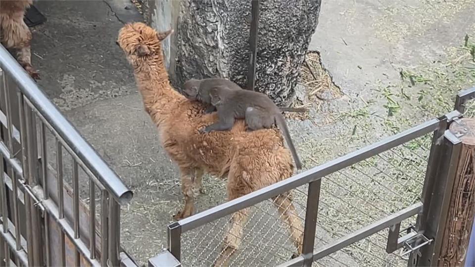 梅花鹿淪「獼猴」坐騎？　動物園出面解答籲遊客勿驚慌