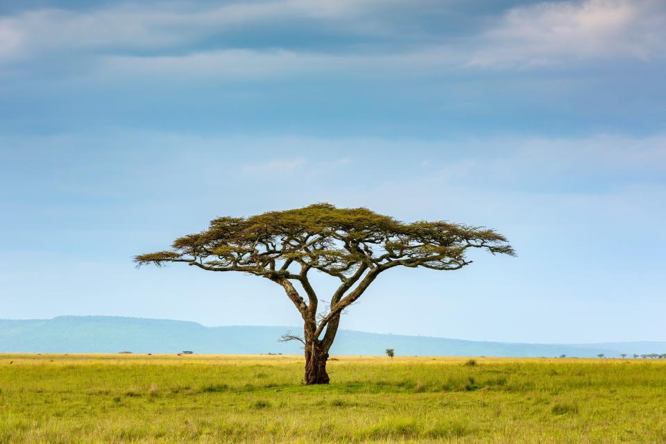 Serengeti National Park - getty