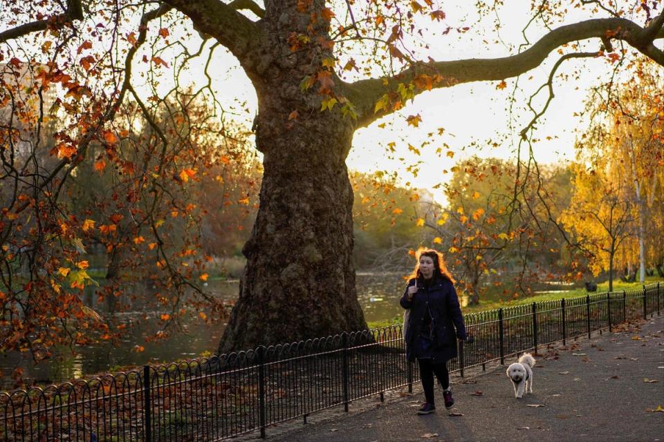 In pursuit of autumn colour in St James' Park? George knows just the bridge (Niklas Halle'n/AFP)