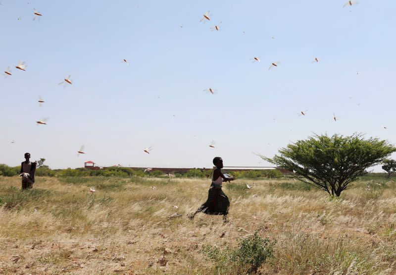 Somali boys attempt to fend off desert locusts as they fly in a grazing land on the outskirt of Dusamareb in Galmudug region