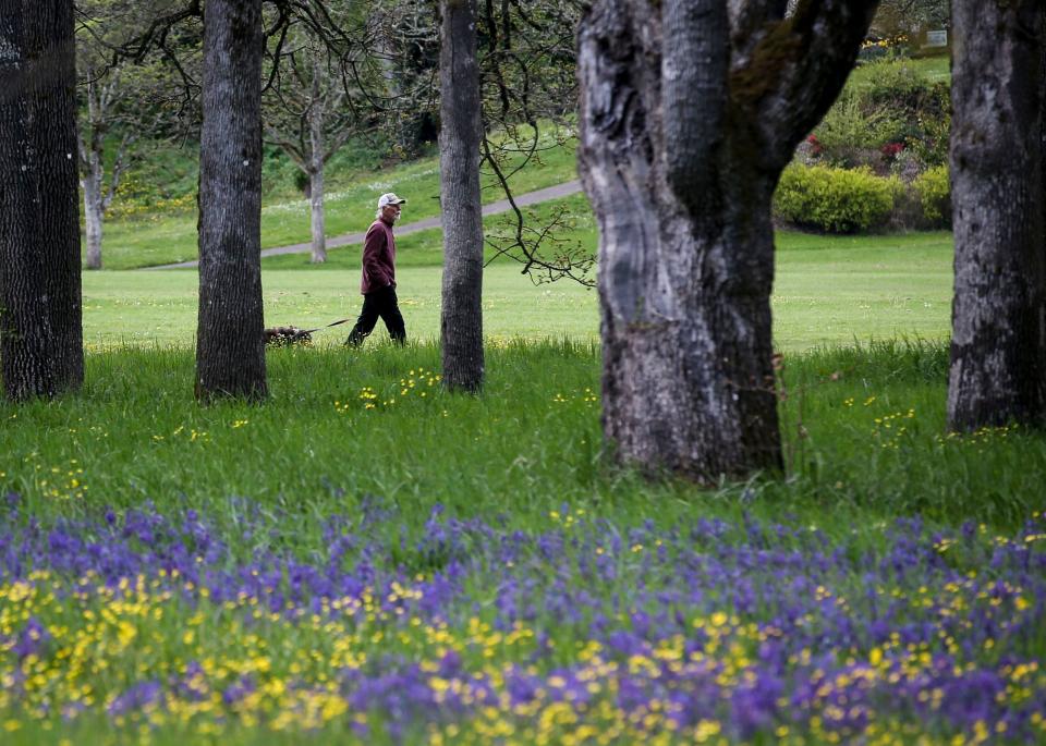 Christopher Adams walks his dog Ollie near the camas blossoms at Bush's Pasture Park on Monday.