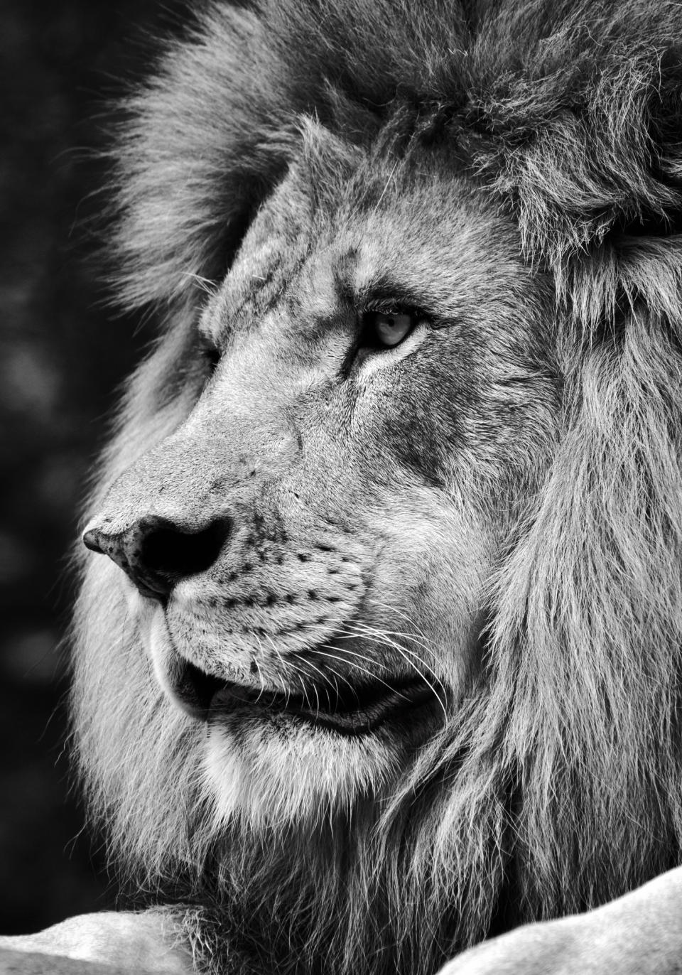 Black and white side view portrait of a powerful male lion face.